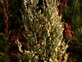 Juniperus scopulorum Moonglow Variegated IMG_1775 Jałowiec skalny